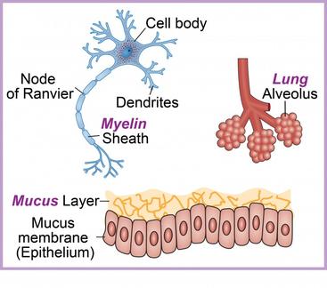 neuron_respiratory-bronchiole_mucus-v2-700x618.jpg